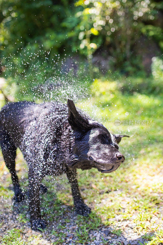 一只黑色拉布拉多犬正在抖掉身上的水分