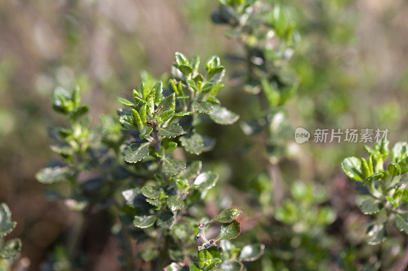 药用药草墙德耳枥(土耳枥)在花园里