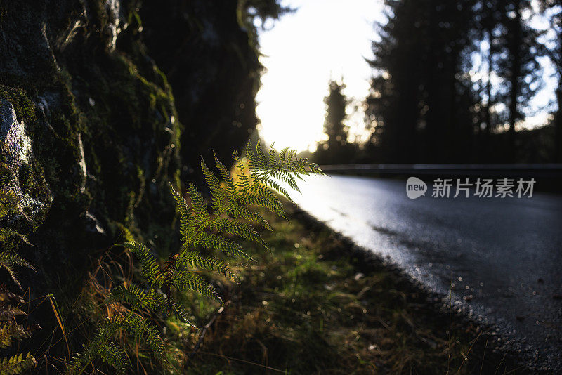 挪威，阳光照射在潮湿的雨路上