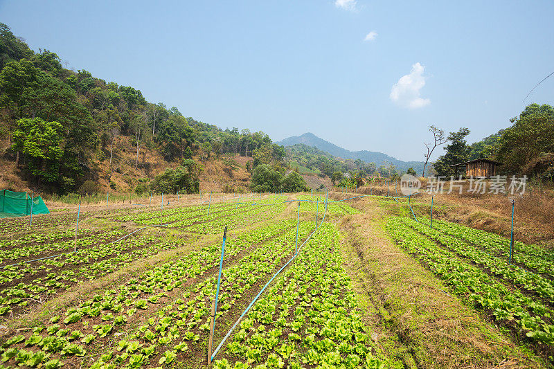 在清迈省，沿着山谷观赏沙拉田种植园