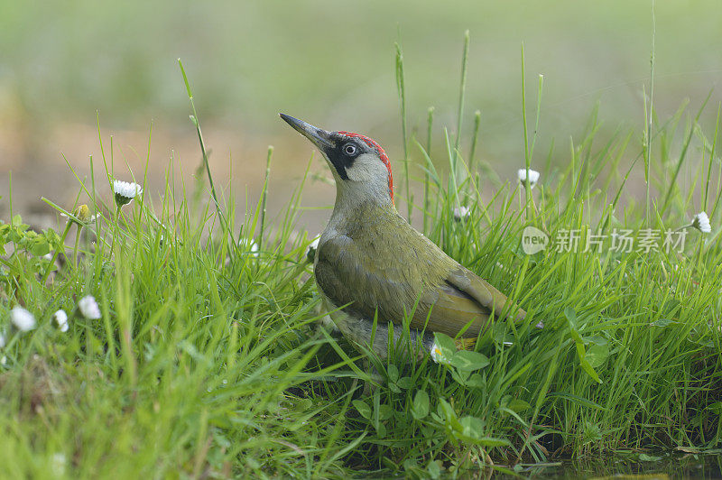 欧洲绿啄木鸟