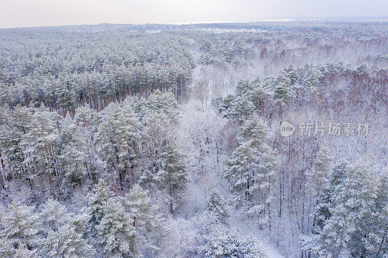 鸟瞰被冰雪覆盖的森林包围的道路。