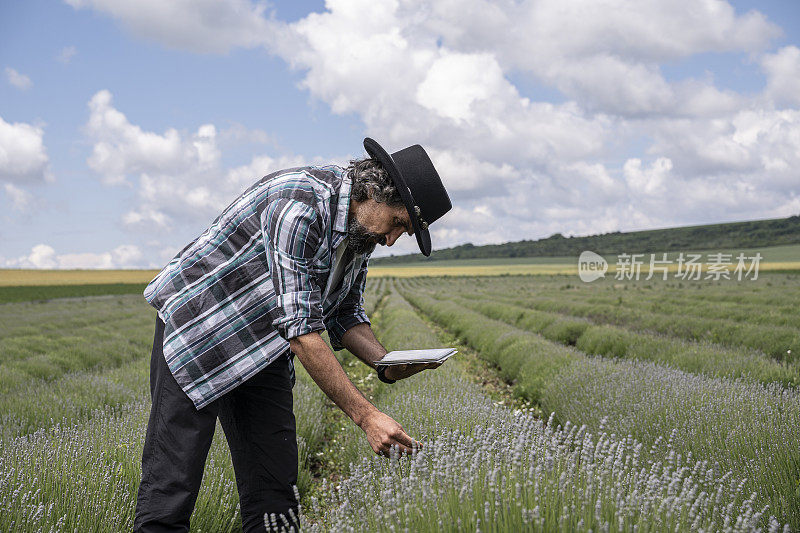 农夫在薰衣草种植园里检查新收获的薰衣草。农业职业。保加利亚的薰衣草花田。