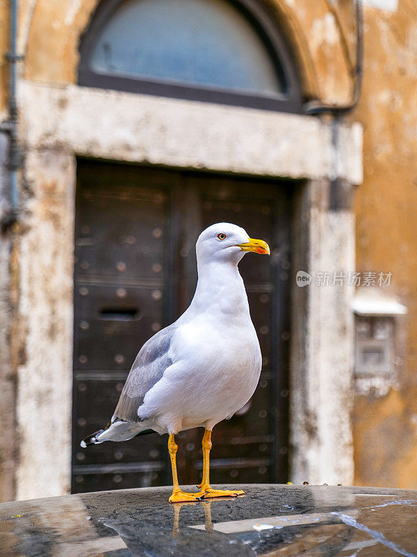 在历史悠久、巴洛克风格的罗马中心，纳沃纳广场附近，一只海鸥在一辆汽车上休息