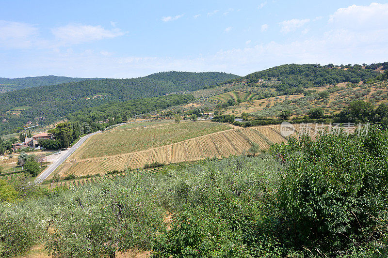 托斯卡纳区基安蒂潘扎诺的葡萄园