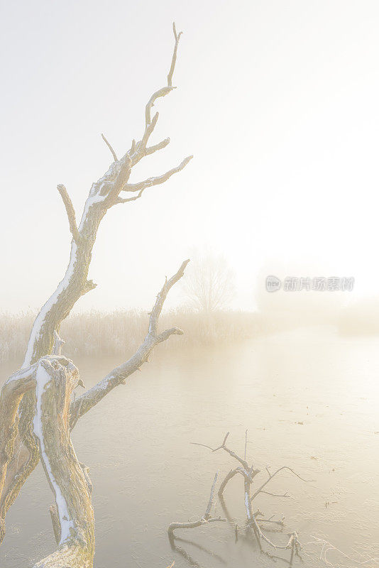 艾塞尔河三角洲的冬季景观