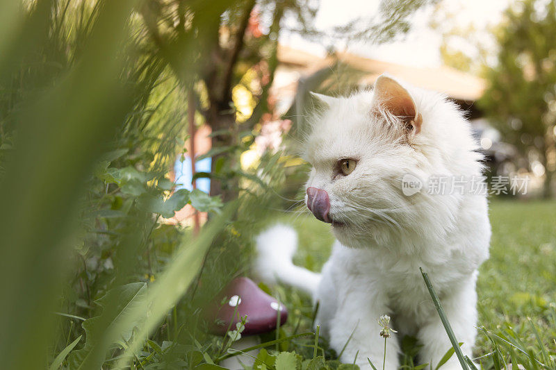 一只白猫在花园里散步。住在房子里的家猫。