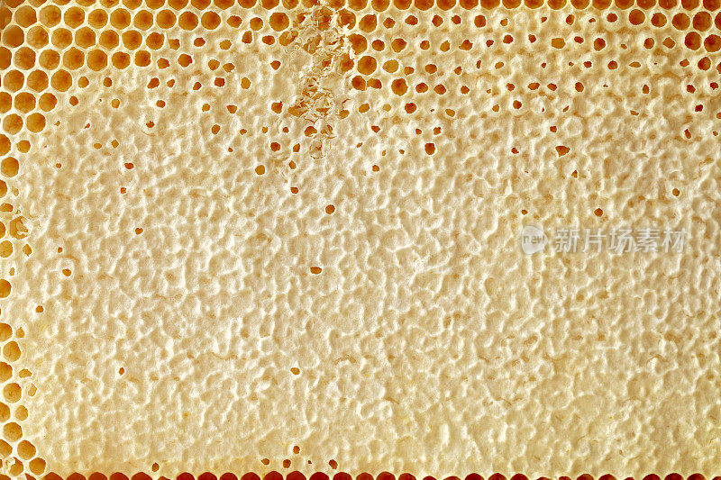 蜂窝和蜂蜜的特写镜头