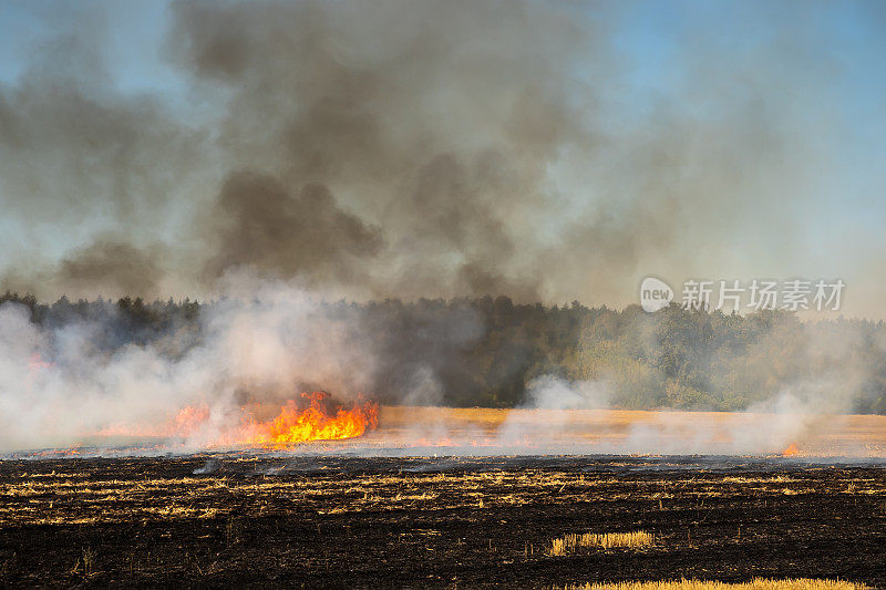 森林附近收获后麦田残茬上的野火。由于气候干旱、天气炎热和环境污染等原因，导致草甸燃烧。用天然灰分肥肥土壤