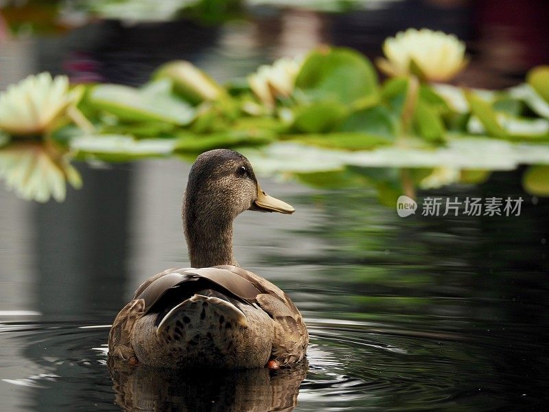 看到鸭子