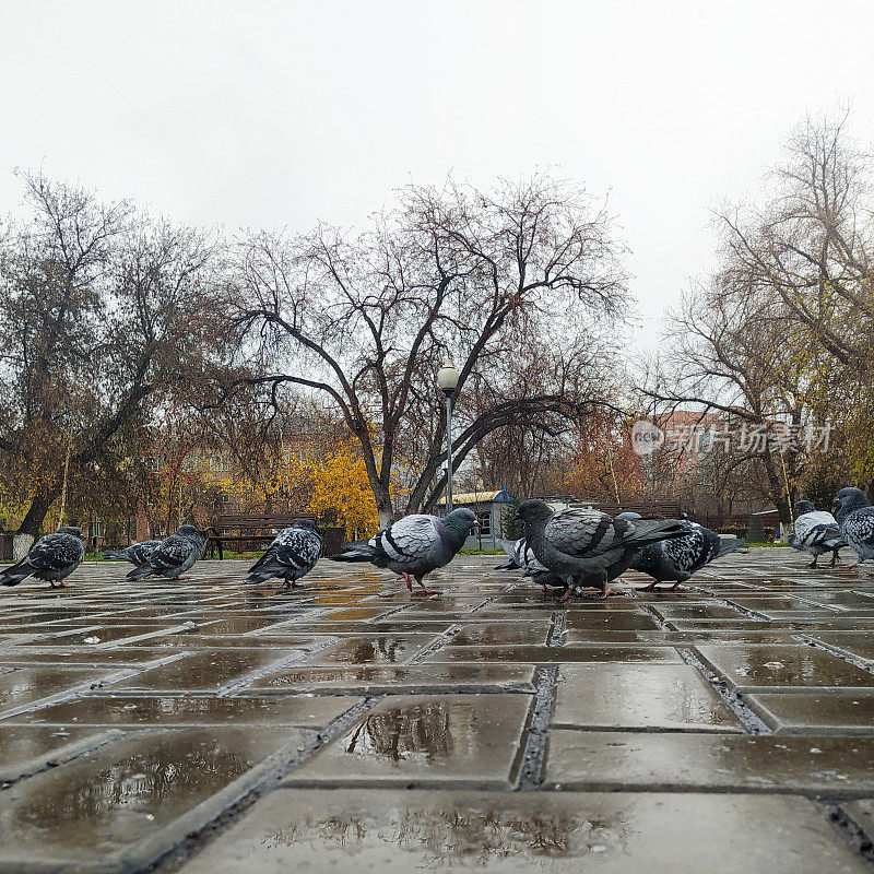 城市鸟类。鸽子、广场和公园。多雨的天气。蒙蒙细雨。