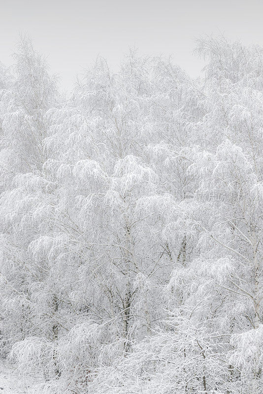 雪覆盖的树木