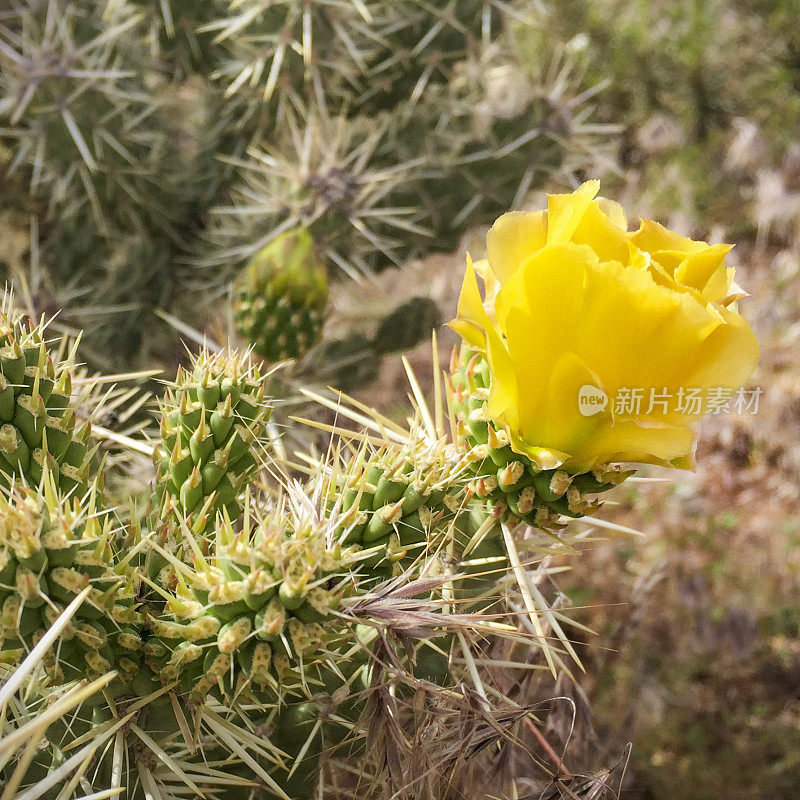 黄花，仙人掌属