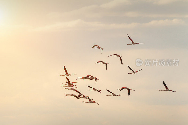 日落时分，一群火烈鸟飞过波河三角洲