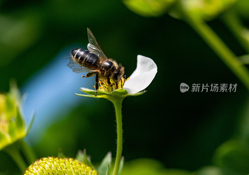 草莓花上的蜜蜂