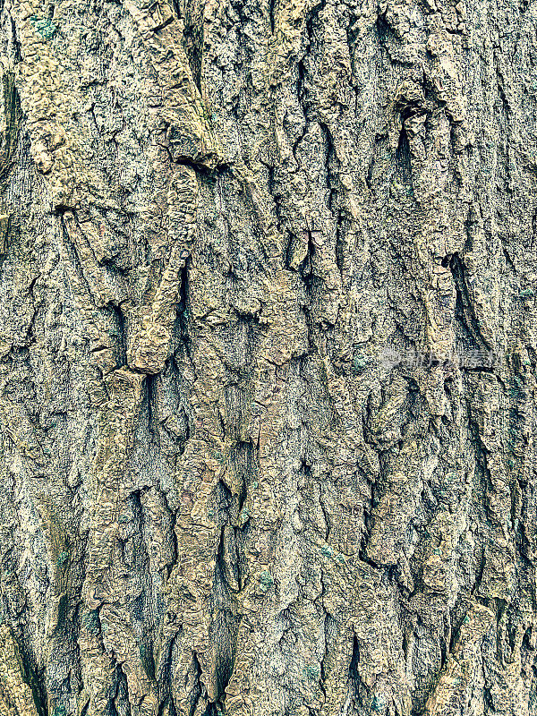 树皮粗糙的树皮，有纹理或背景