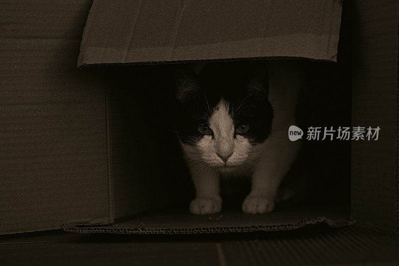 虎斑猫从纸板箱里窥视，在晚上好奇地四处张望