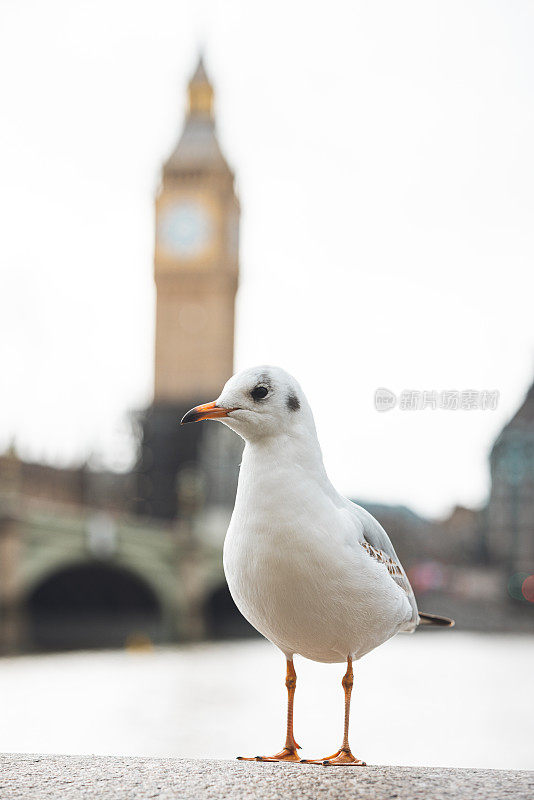 英国伦敦，海鸥站在大本钟前