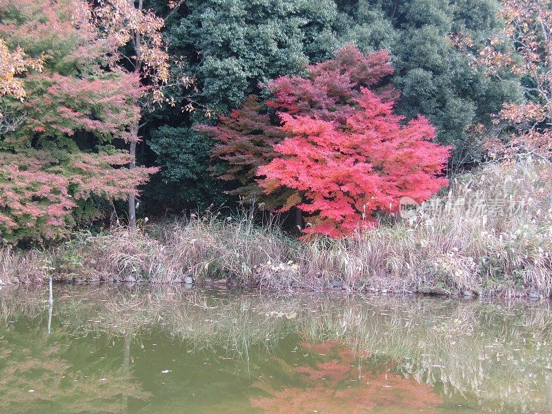 日本。11月。秋色映在池塘面上。