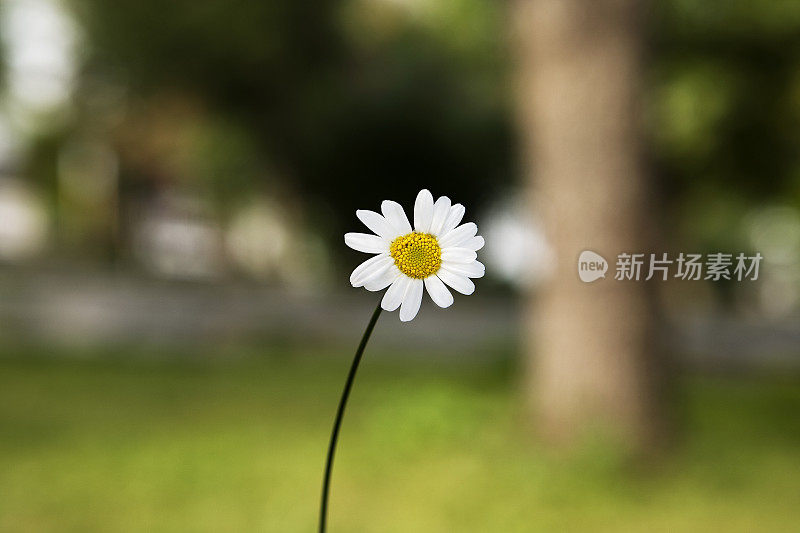 特写单雏菊，模糊的背景