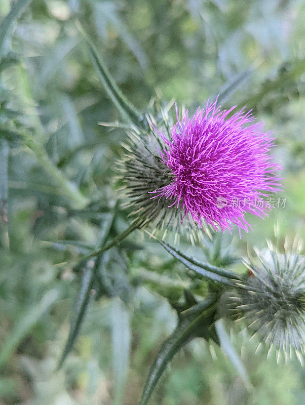 野生草本植物牛蓟马cirtium花和穗状花序