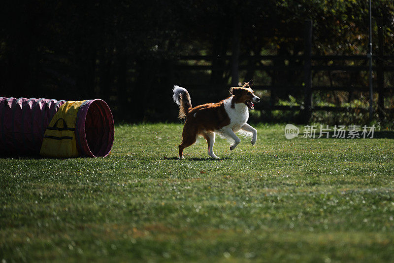在敏捷比赛中，狗跑出了特殊的隧道，继续前进。红色貂色的边境牧羊犬在公园的场地上快速奔跑，在外面玩得很开心。