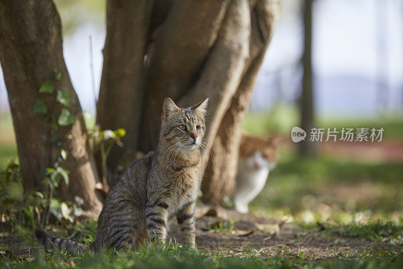 一只独眼残疾的流浪猫，和一个朋友坐在公园的绿草地上