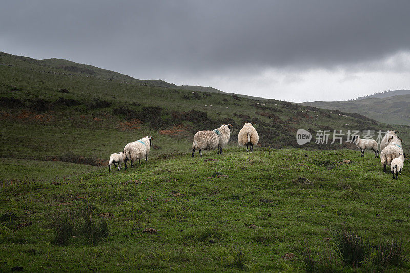 绵羊和小羊羔站在大雨中