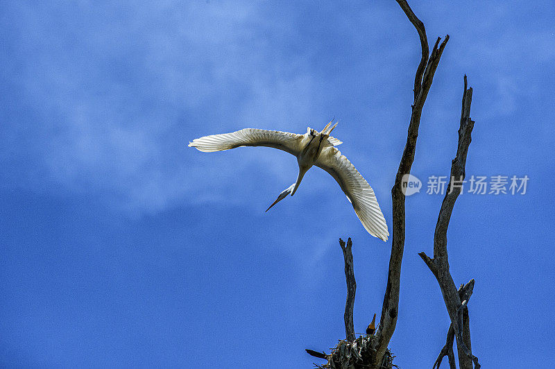 在埃尔克霍恩沼泽筑巢区飞行中的大白鹭