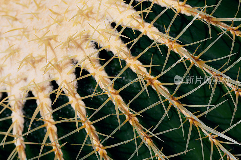 抽象的自然，金桶仙人掌的细节