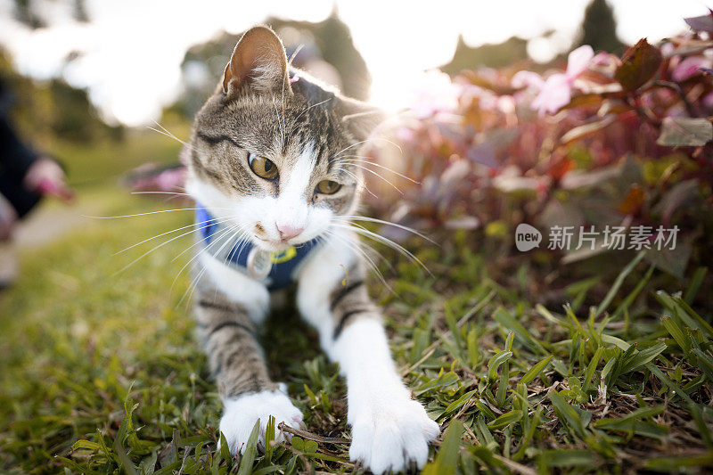 在花园里玩耍的猫