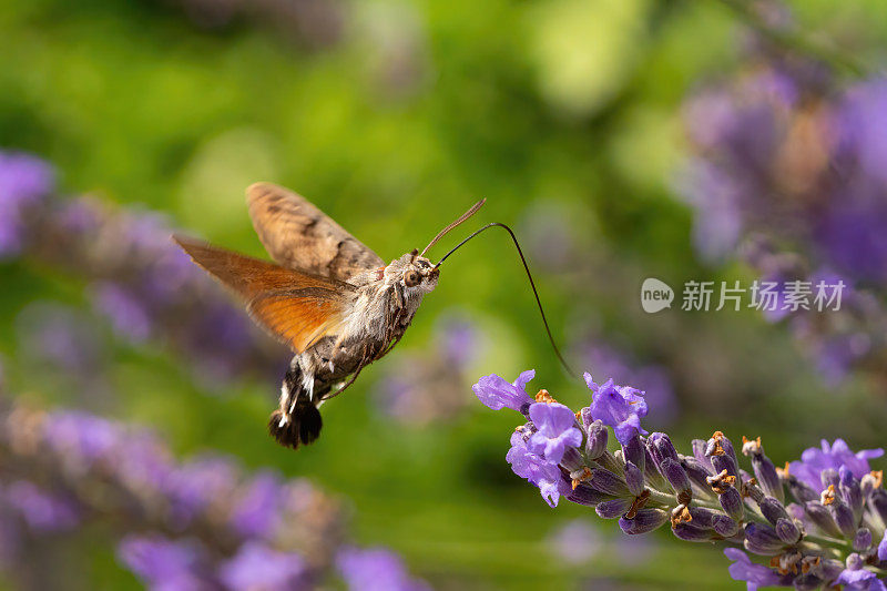 蜂鸟、鹰蛾喝薰衣草