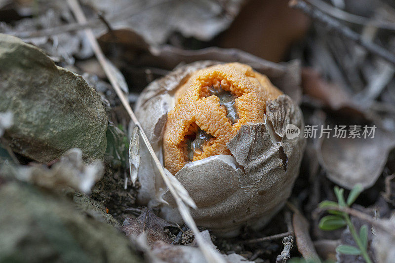 贝尔加附近巴塞罗那森林里的克拉特鲁斯橡胶蘑菇