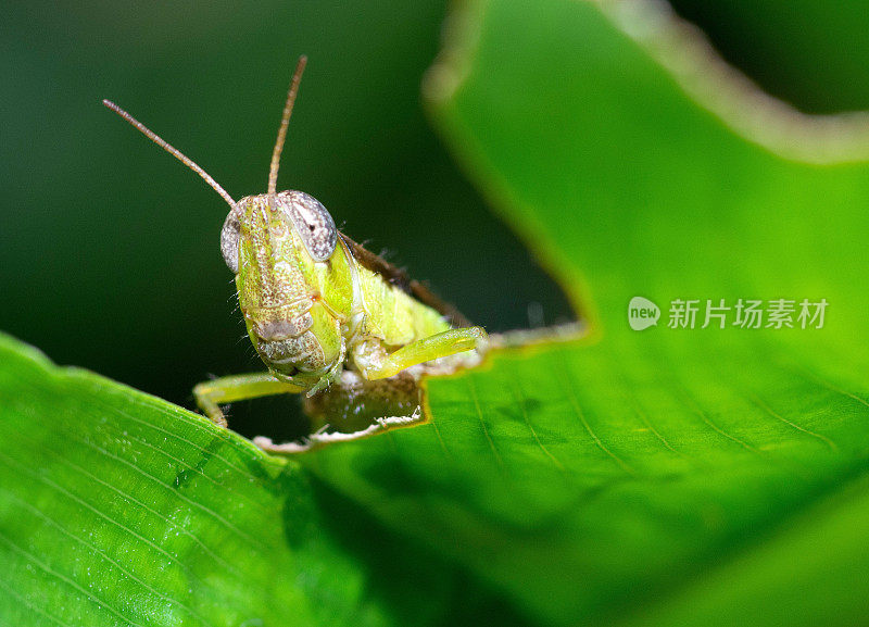 蚱蜢爬绿咬叶子――动物行为。