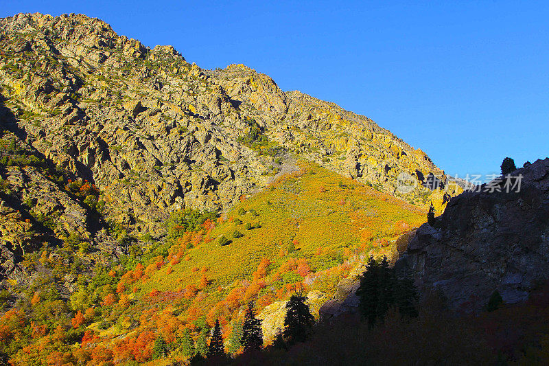 大杨木峡谷——秋天的森林，湖;盐湖城-犹他州