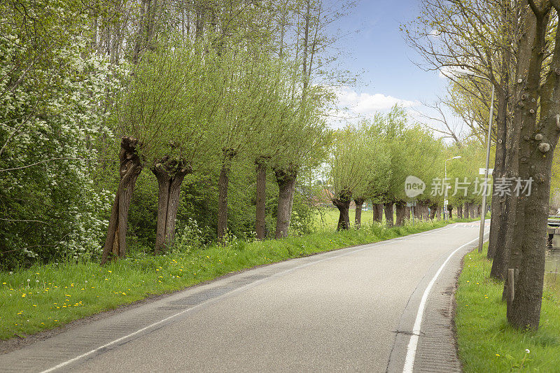 穿过圩田的乡间小路，路边长满了枯萎的柳树和蒲公英。