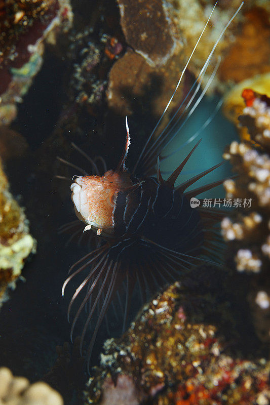 珊瑚礁狮子鱼红海自然和野生动物水下海洋生物水肺潜水员的观点水下照片