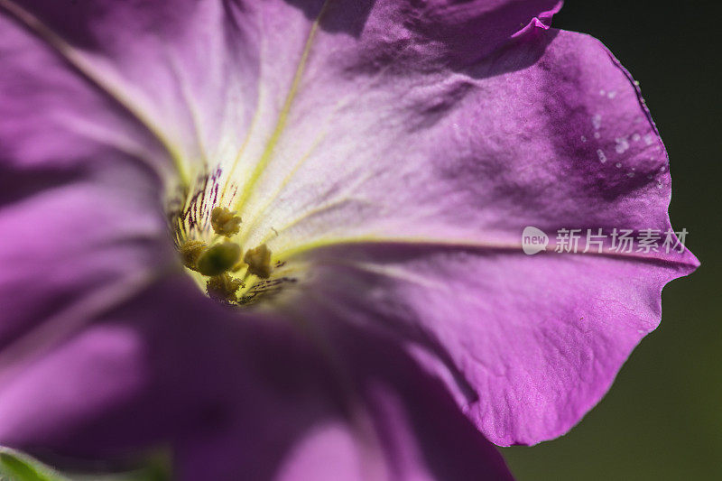 爬虫花朵特写