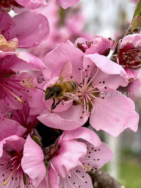 《粉红桃花与蜜蜂》