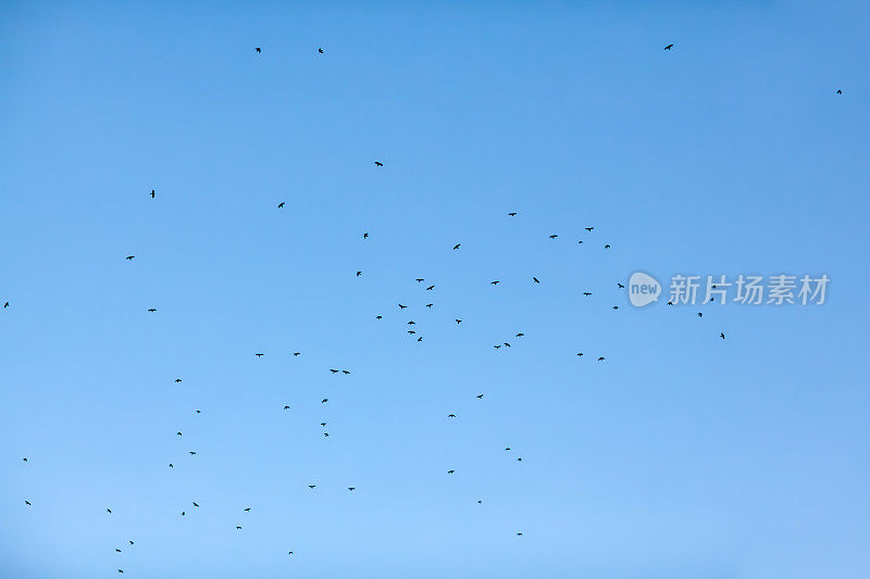 乌鸦在天空中飞翔