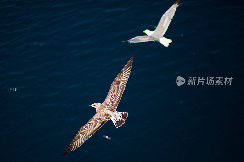 海鸥飞过大海