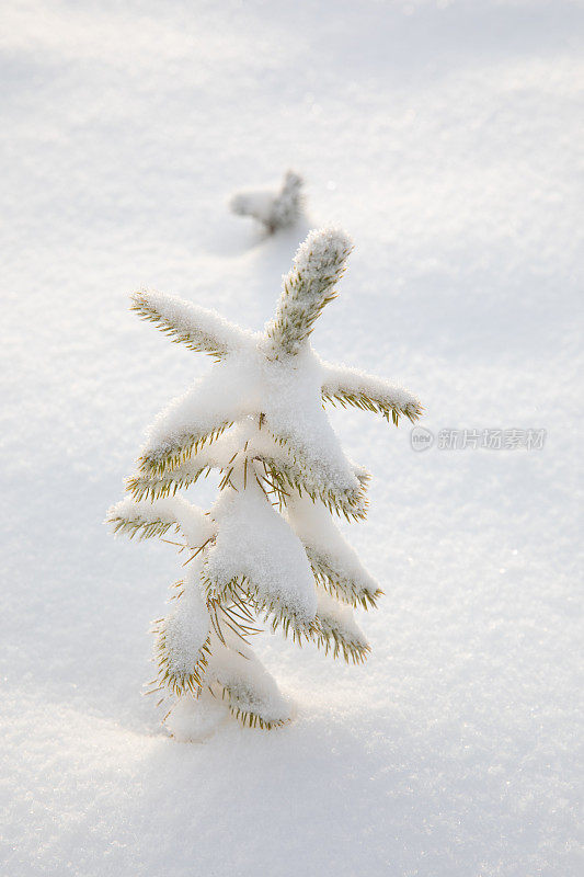 雪下的小圣诞树。