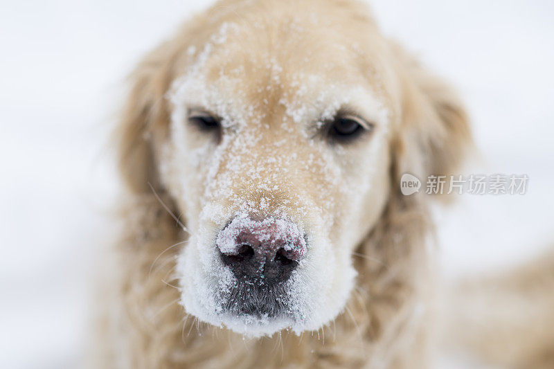 雪中的金毛猎犬