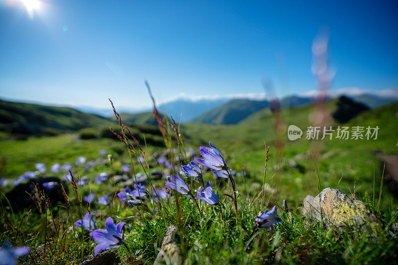 在阳光明媚的日子里，高加索山脉美丽的蓝色花朵特写