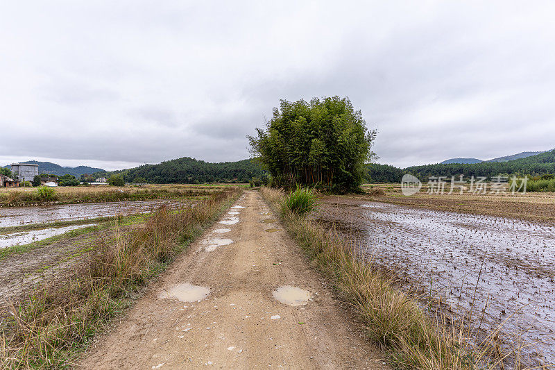 乡间潮湿的土路一直延伸到远处的一丛绿树