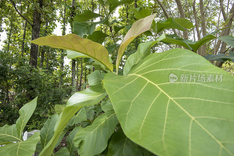 印度尼西亚亚齐的当地柚木植物