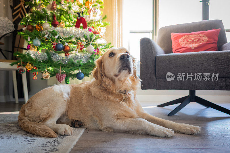 可爱的金毛猎犬在家里。庆祝新年和圣诞节