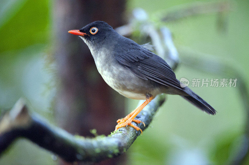 条纹背夜莺鸫，哥斯达黎加