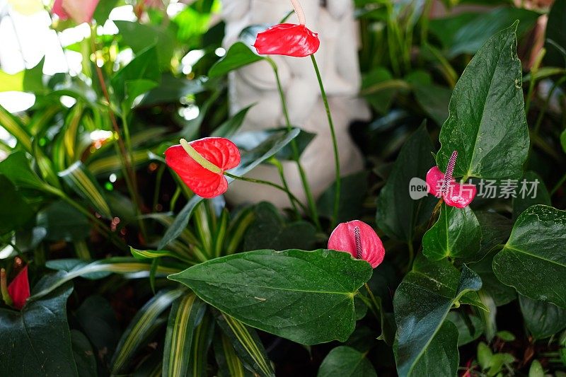 花烛属植物花