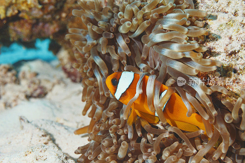 海洋生物。珊瑚礁水下场景与海葵和海葵鱼鱼小丑鱼。水肺潜水员的观点。